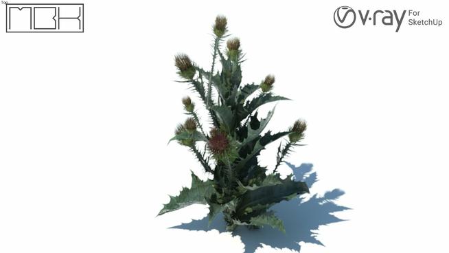 菊科草本植物（044）|su模型 sketchup植物模型 第1张
