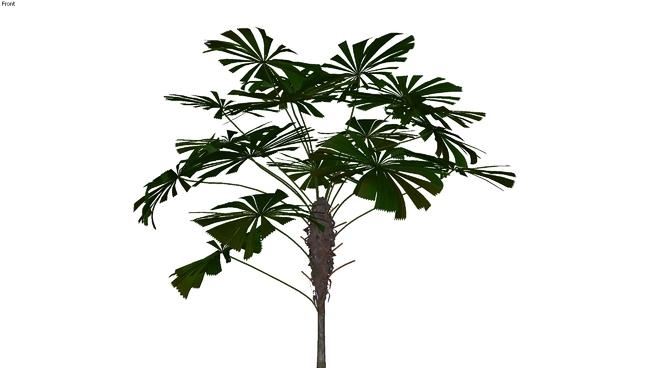 热带景观设计树，组件模型|skp下载 sketchup植物模型 第1张