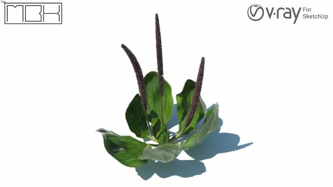 紫色车前科植物| SKP下载 sketchup植物模型 第1张