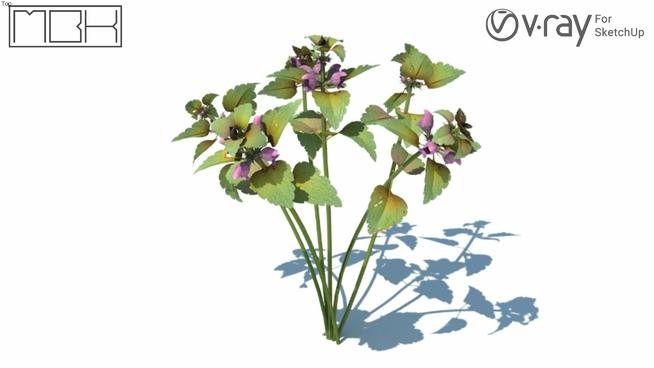 紫花野芝麻（051）| SketchUp模型下载 sketchup植物模型 第1张