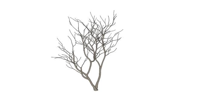 娇俏的枯树冬季的树 | sketchup模型下载 sketchup植物模型 第1张