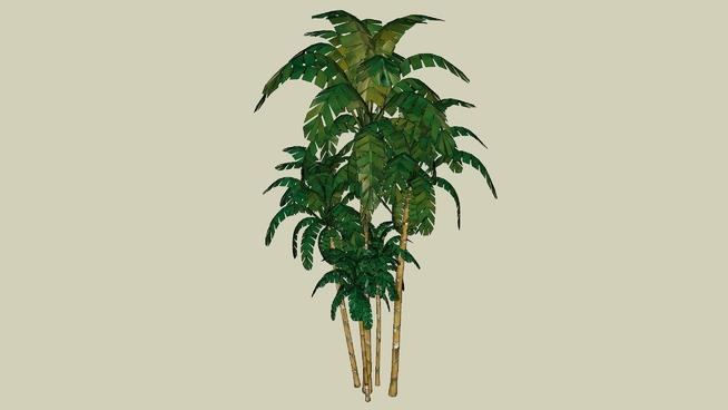 槟榔树| sketchup模型库 sketchup植物模型 第1张