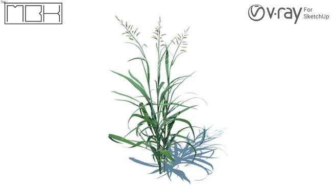 草，高清晰、Vray （067）|su模型 sketchup植物模型 第1张