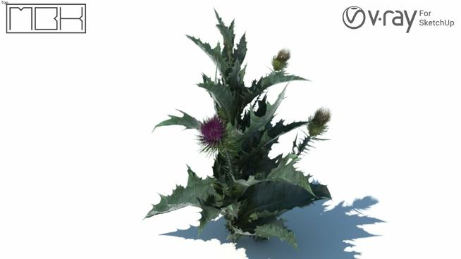 草，高清晰灌木带花| skp下载 sketchup植物模型 第1张