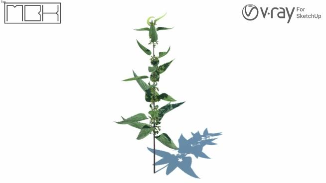 Vrayforsketchup高清晰灌木| SketchUp模型库 sketchup植物模型 第1张
