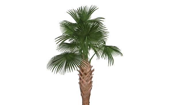热带景观树| skp下载 sketchup植物模型 第1张