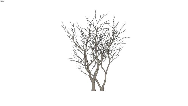 漂亮的两棵冬天的树 | sketchup模型下载 sketchup植物模型 第1张