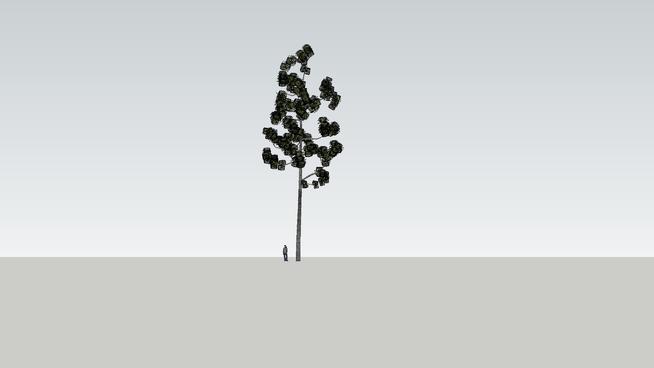 小树su模型 sketchup植物模型 第1张