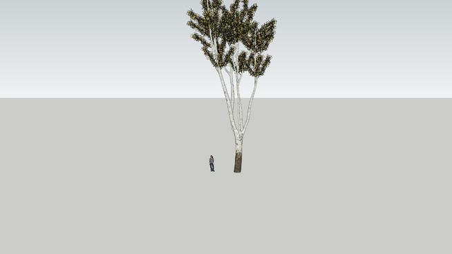 白桦树SketchUp模型库 sketchup植物模型 第1张