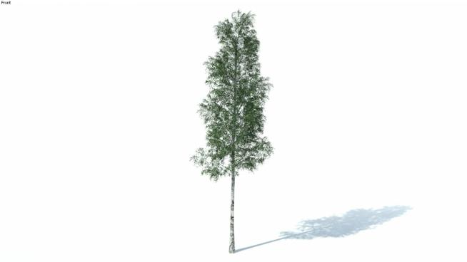 低多边形树桦SketchUp模型库 sketchup植物模型 第1张
