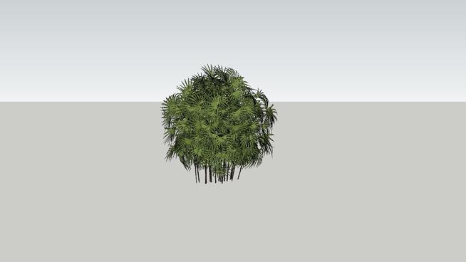 棕榈树sketchup模型库 sketchup植物模型 第1张