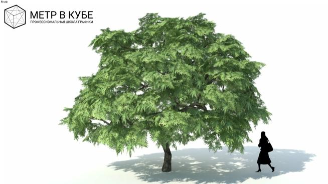 大型黄葛树SketchUp模型库 sketchup植物模型 第1张