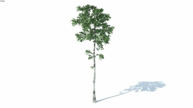 桦树SketchUp模型下载 sketchup植物模型 第1张