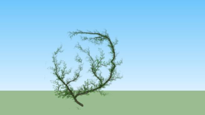 葡萄藤藤本植物模型sketchup模型下载 sketchup植物模型 第1张
