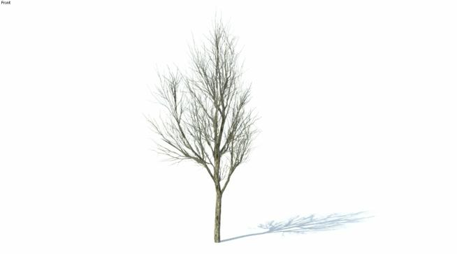 冬天的的树（9）| SketchUp模型下载 sketchup植物模型 第1张