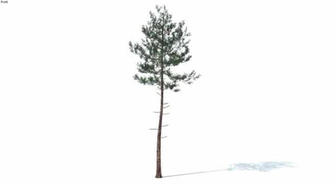 三维松树（4）| skp下载  sketchup植物模型 第1张