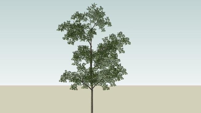 改性broadloaf树| SKP下载 sketchup植物模型 第1张