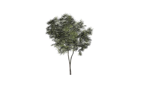 高质量的树su模型 sketchup植物模型 第1张
