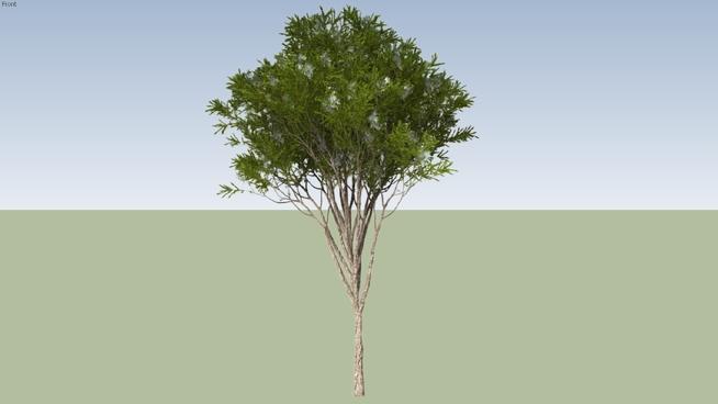 澳洲茶树 小树， 灌木 草图大师模型下载 sketchup植物模型 第1张