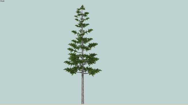 高大的松树2 | SketchUp模型库 sketchup植物模型 第1张