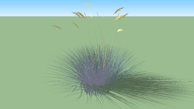 蓝色的燕麦草| SketchUp模型库 sketchup植物模型 第1张