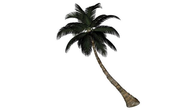 Palm Tree| skp下载 sketchup植物模型 第1张