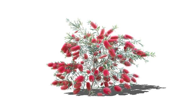红色毛毛虫花| SketchUp植物模型库 sketchup植物模型 第1张
