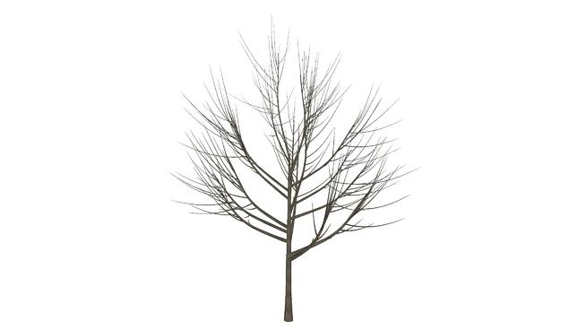 3D通用树03树的冬| SketchUp模型下载 sketchup植物模型 第1张