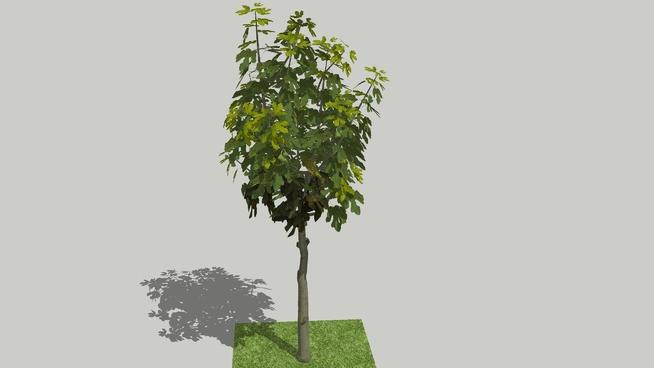 园林树| SKP下载 sketchup植物模型 第1张