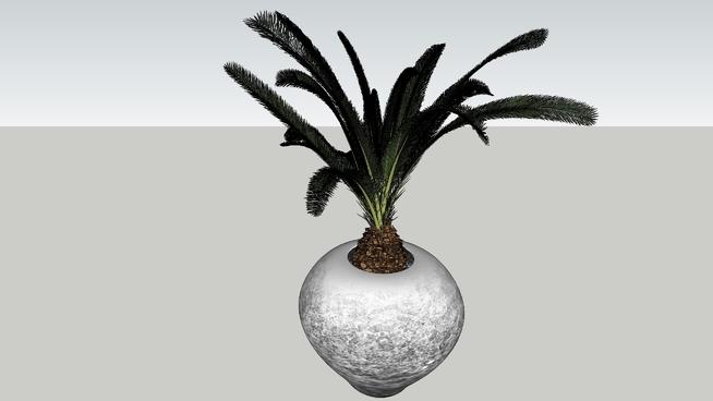 House Palm Plant| skp下载 sketchup植物模型 第1张