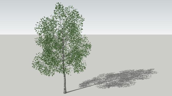 桦（桦木|草图大师模型免费下载 sketchup植物模型 第1张