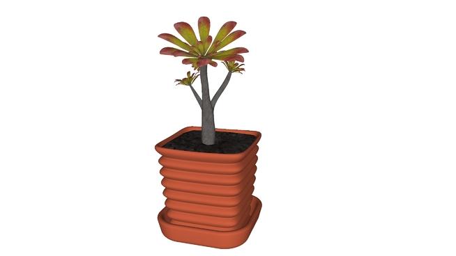 Sweet_little_plant| skp下载 sketchup植物模型 第1张