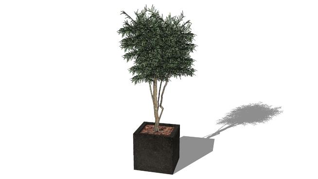 绿色植物树 | skp下载 sketchup植物模型 第1张