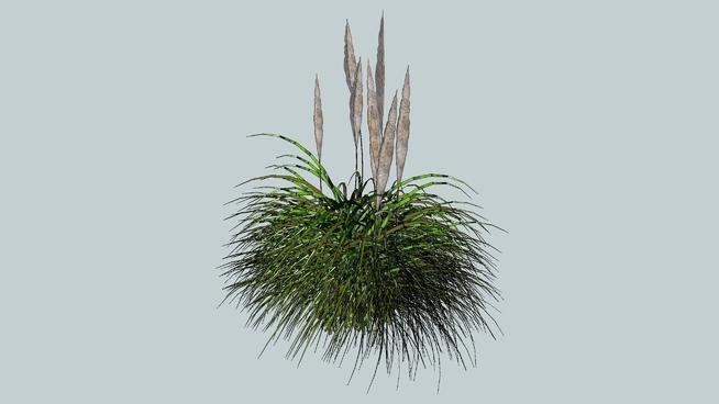 鸡毛掸子，三维蒲苇，植物| sketchup模型库 sketchup植物模型 第1张