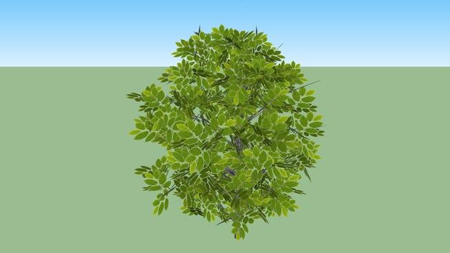 灌木| sketchup模型下载 sketchup植物模型 第1张
