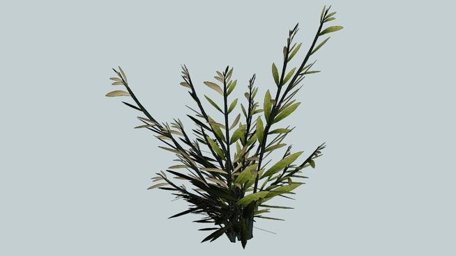 橄榄枝树| skp下载 sketchup植物模型 第1张