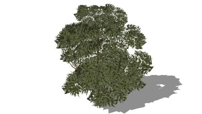 白皮松| sketchup模型下载 sketchup植物模型 第1张