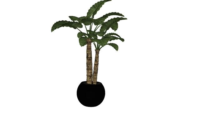 棕叶树盆景装修摆设布置| skp下载 sketchup植物模型 第1张