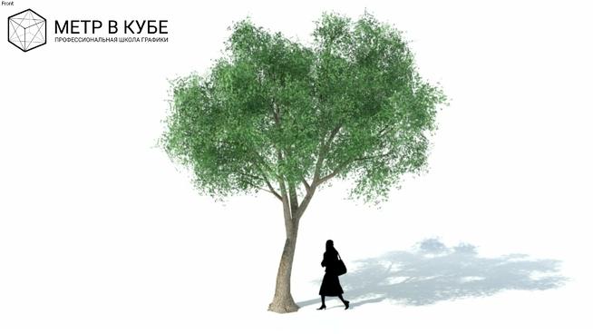 茂盛的中型树（033）| 草图大师 sketchup植物模型 第1张