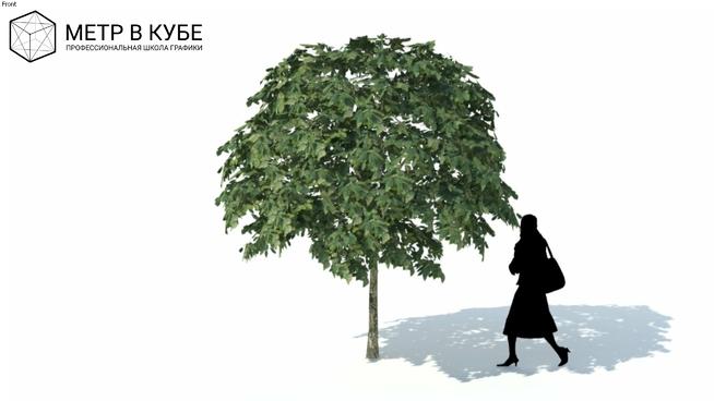 小型茂盛树| SketchUp模型库  sketchup植物模型 第1张