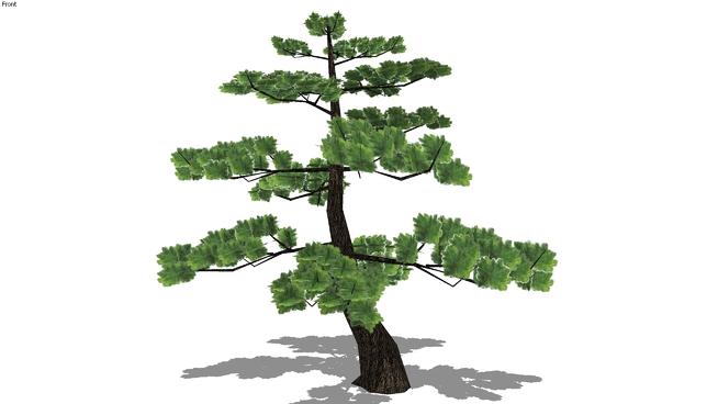 树形优美的松树| SketchUp模型库 sketchup植物模型 第1张