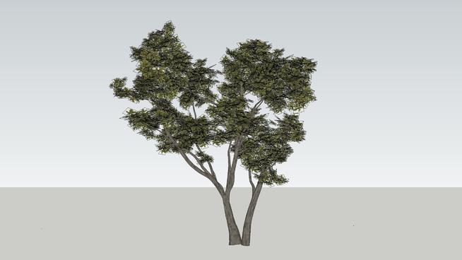一个不错的树模型 sketchup植物模型 第1张