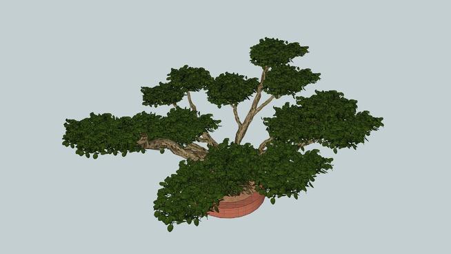 黑橄榄盆景树 | SketchUp模型库 sketchup植物模型 第1张