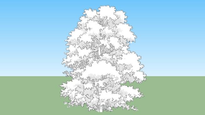 素描风格乔木树| skp下载 sketchup植物模型 第1张