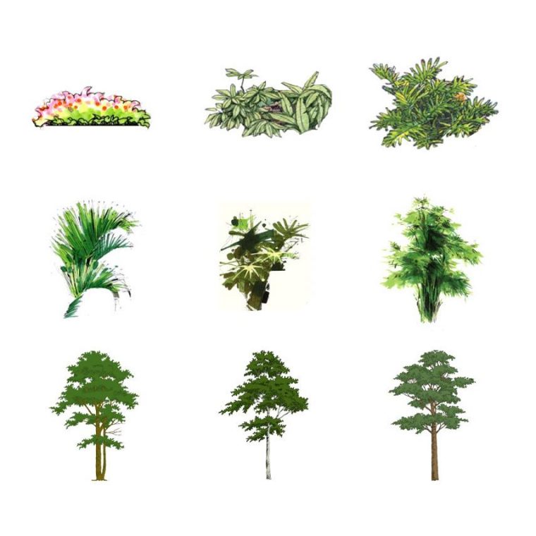 手绘风格灌木乔木植物skp下载 SketchUp景观模型下载 第1张