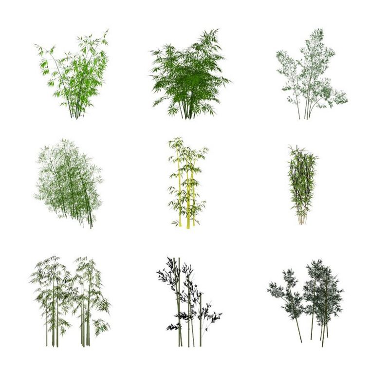 各类型竹子景观植物集合skp下载 SketchUp景观模型下载 第1张