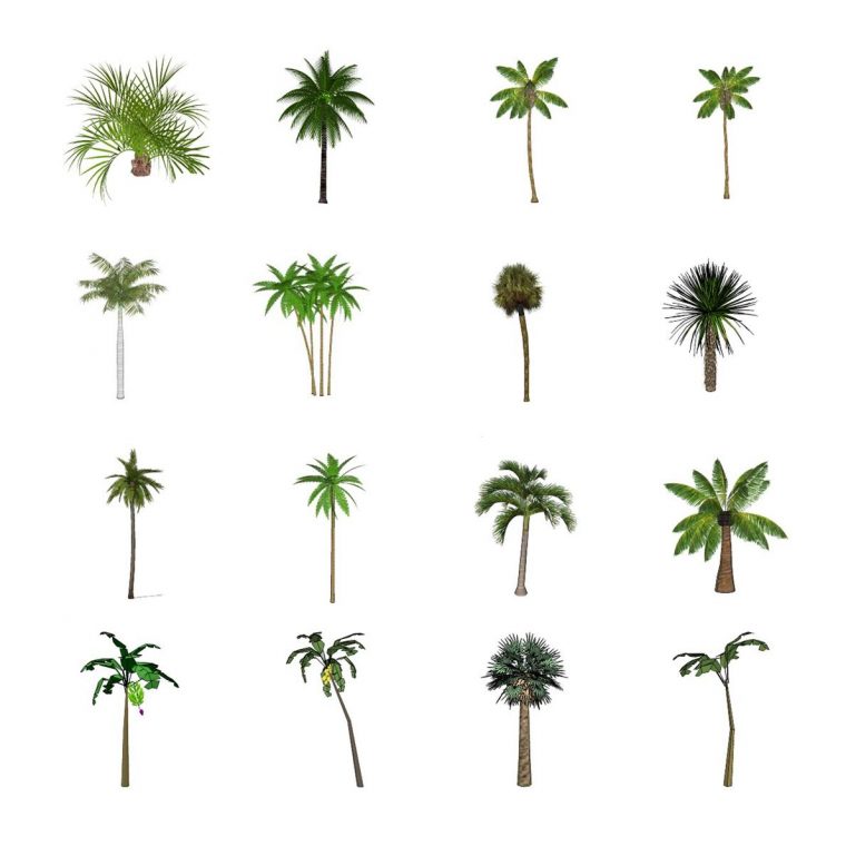 棕榈类热带植物椰子树海藻树植物集合sketchup模型下载 sketchup植物模型 第1张