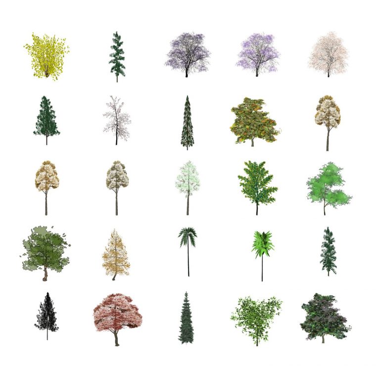 各类观花观叶景观乔木树种集合su模型下载 SketchUp景观模型下载 第1张
