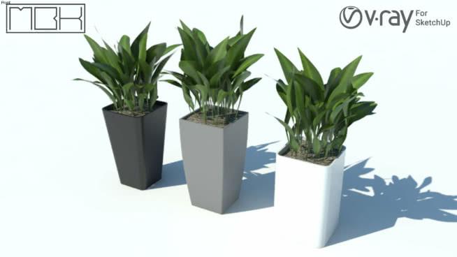 室内植物10 sketchup室内模型下载 第1张