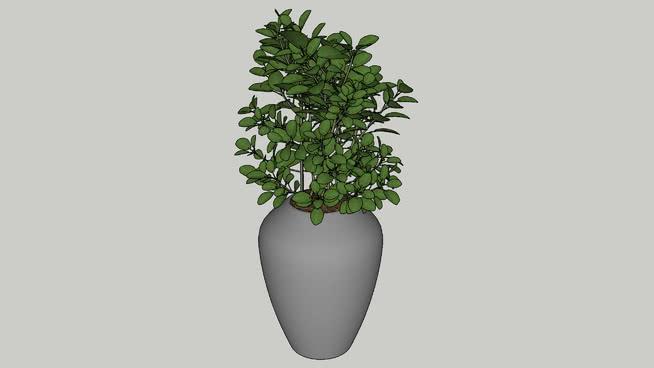 盆栽植物 sketchup室内模型下载 第1张